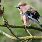 Eichelhäher (Garrulus glandarius), Eurasian jay