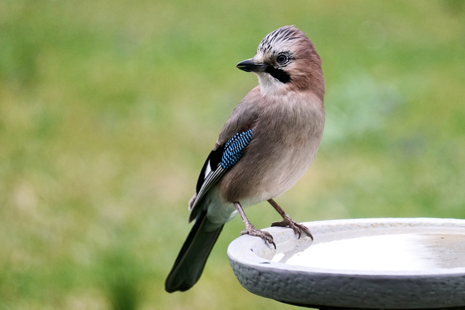 Eichelhäher (Garrulus glandarius)