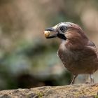    Eichelhäher (Garrulus glandarius)