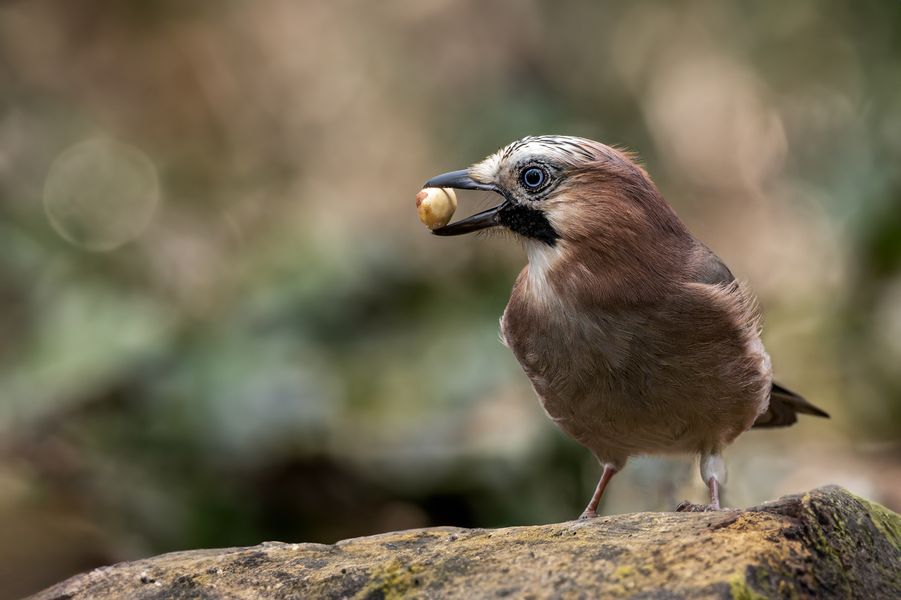    Eichelhäher (Garrulus glandarius)