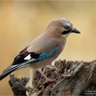 Eichelhäher /Garrulus glandarius