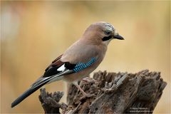 Eichelhäher /Garrulus glandarius