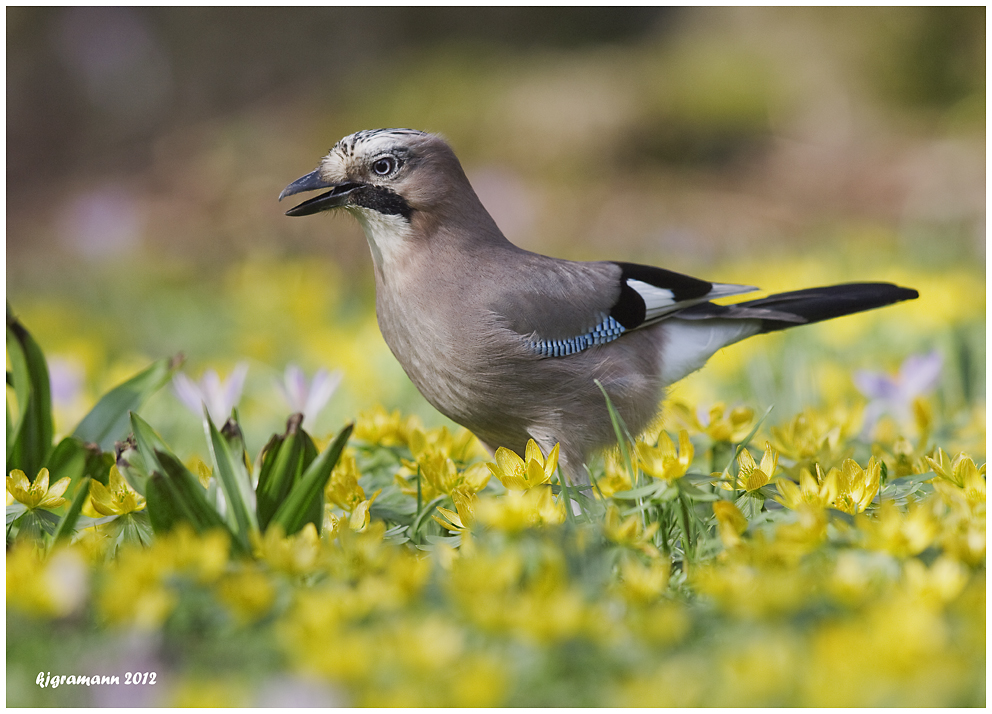 Eichelhäher (Garrulus glandarius).....