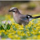 Eichelhäher (Garrulus glandarius).....