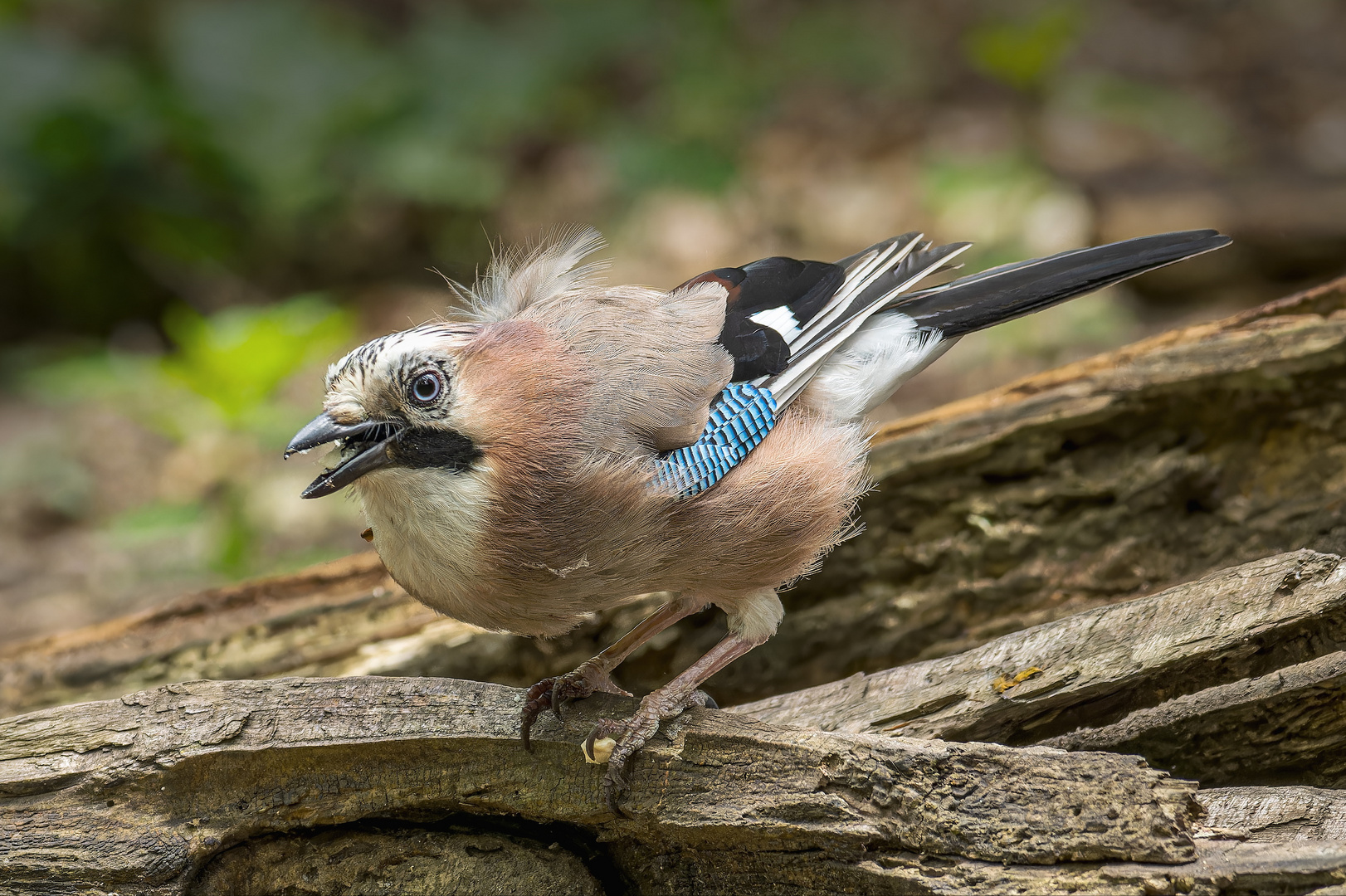  Eichelhäher (Garrulus glandarius)