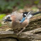  Eichelhäher (Garrulus glandarius)