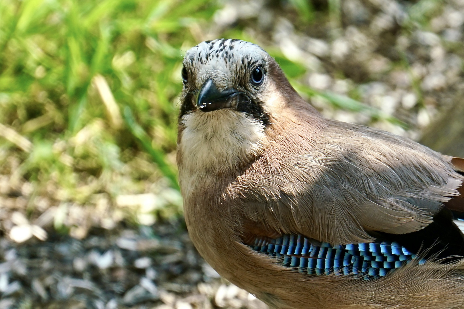 Eichelhäher (Garrulus glandarius)