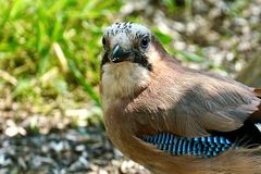 Eichelhäher (Garrulus glandarius)