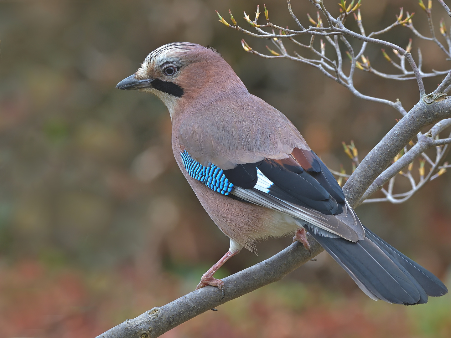 Eichelhäher (Garrulus glandarius)