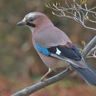 Eichelhäher (Garrulus glandarius)