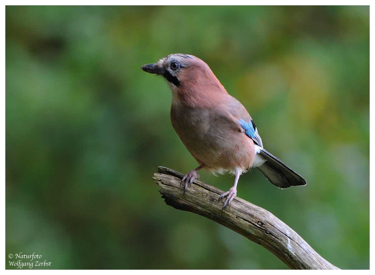 ---- Eichelhäher --- ( Garrulus glandarius )