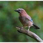 ---- Eichelhäher --- ( Garrulus glandarius )