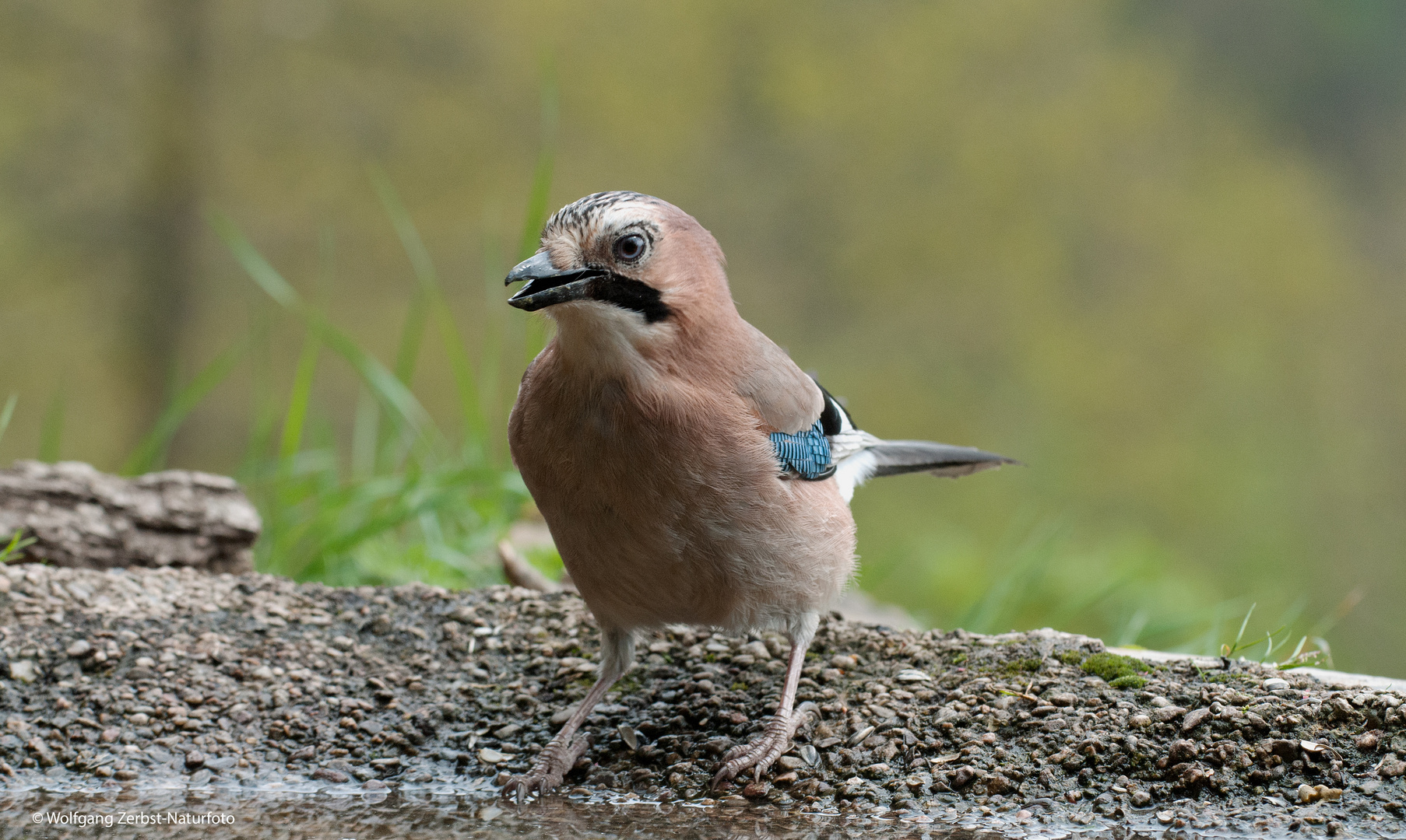 --- Eichelhäher ---    ( Garrulus glandarius )