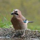 --- Eichelhäher ---    ( Garrulus glandarius )