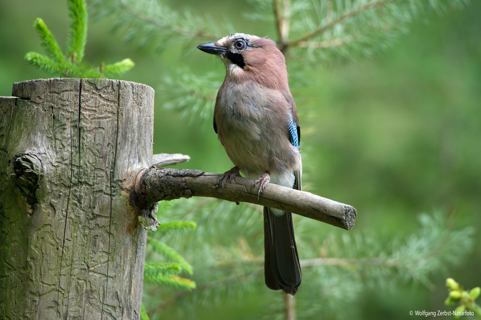 --- Eichelhäher ---  ( Garrulus glandarius )