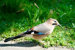 Eichelhäher (Garrulus glandarius)