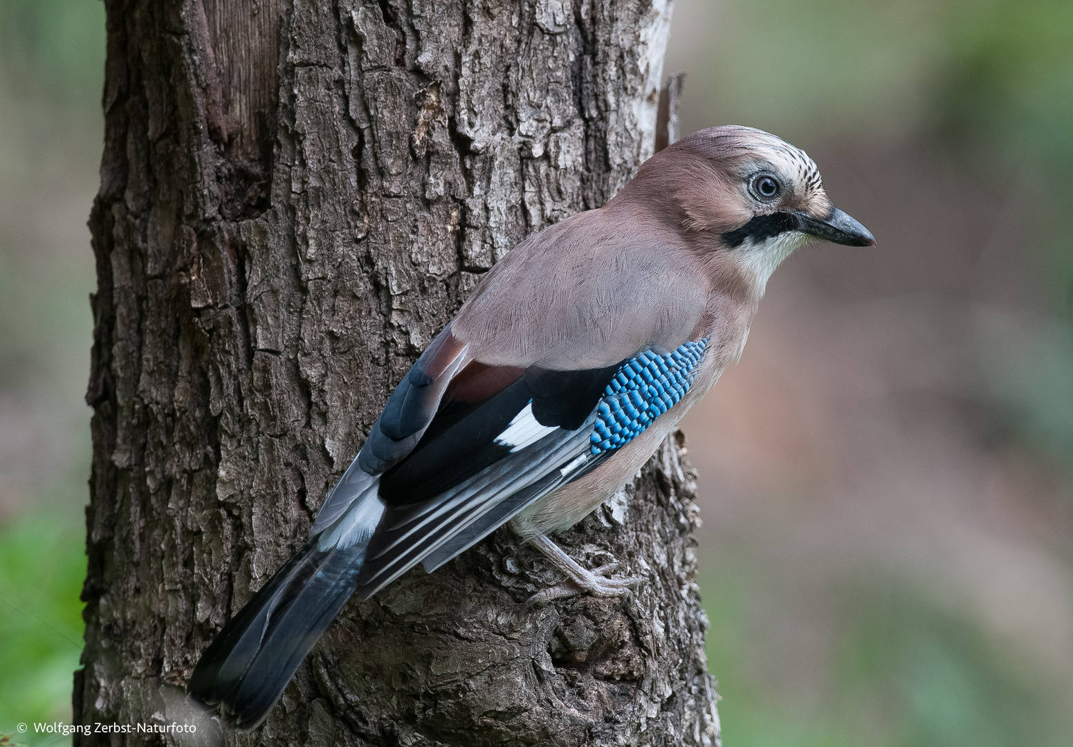 - Eichelhäher - (Garrulus glandarius)