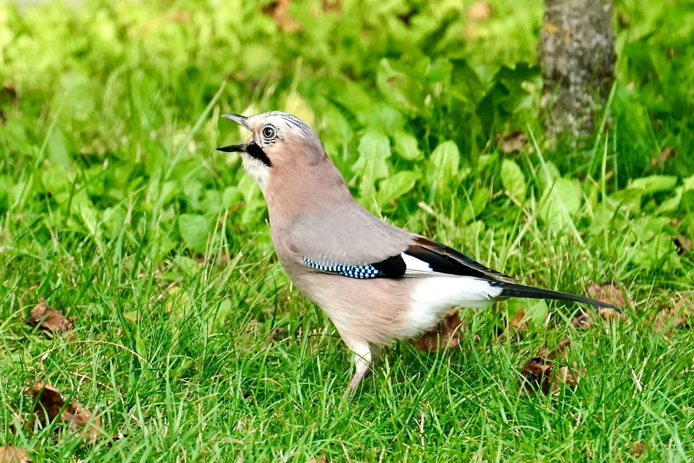 Eichelhäher (Garrulus glandarius)