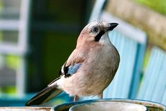 Eichelhäher (Garrulus glandarius)