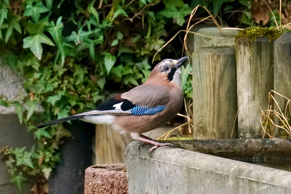 Eichelhäher( Garrulus glandarius)