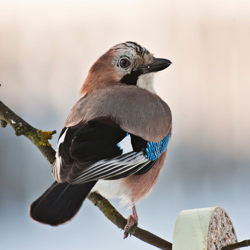 Eichelhäher (Garrulus glandarius) / jaybird (Garrulus glandarius)