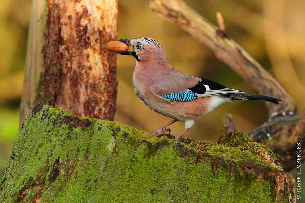 Eichelhäher (Garrulus glandarius) mit Eichel 