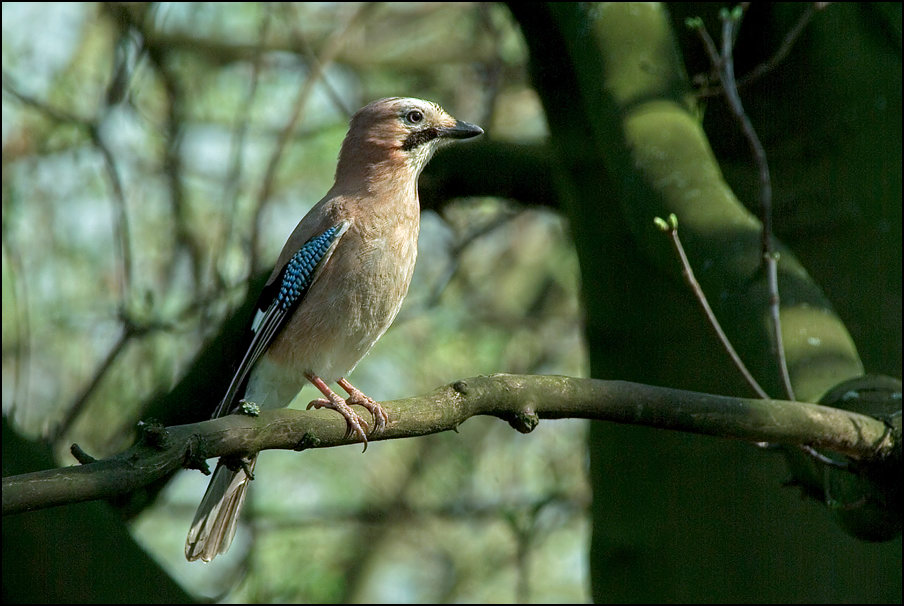 Eichelhäher (Garrulus glandarius), Waldvogel des 20. Jahrhunderts