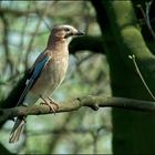 Eichelhäher (Garrulus glandarius), Waldvogel des 20. Jahrhunderts