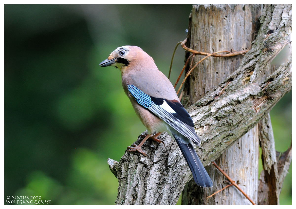 --- Eichelhäher --- ( Garrulus glandarrius )