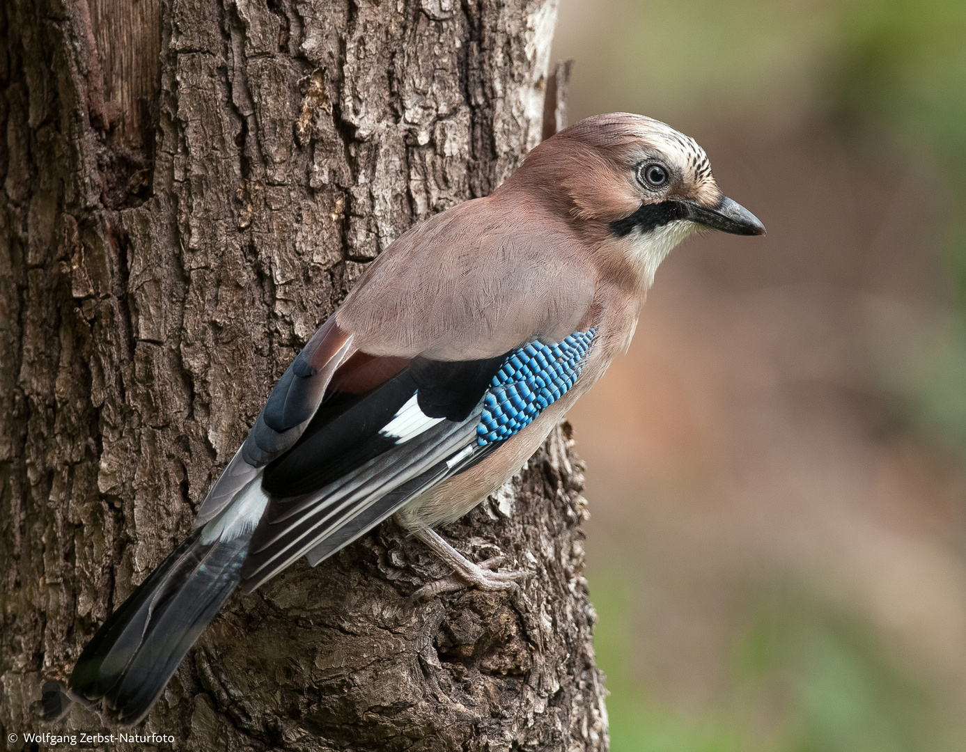   - EICHELHÄHER - (Garrulus glandarus )