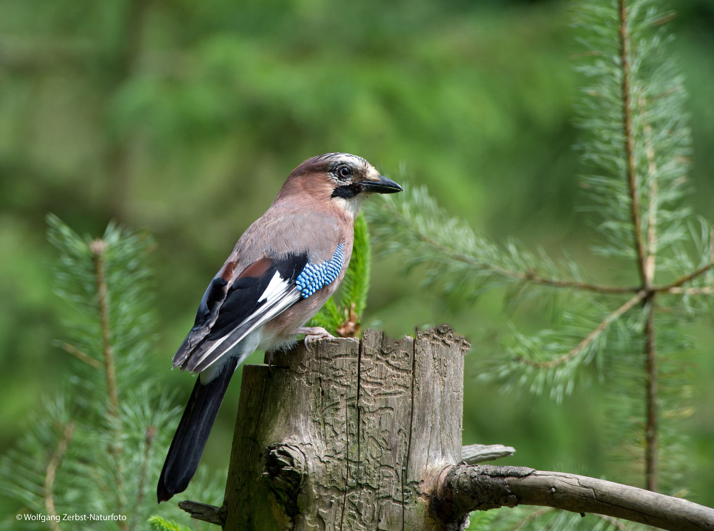 --- Eichelhäher ---   (Garrulus glandrius)