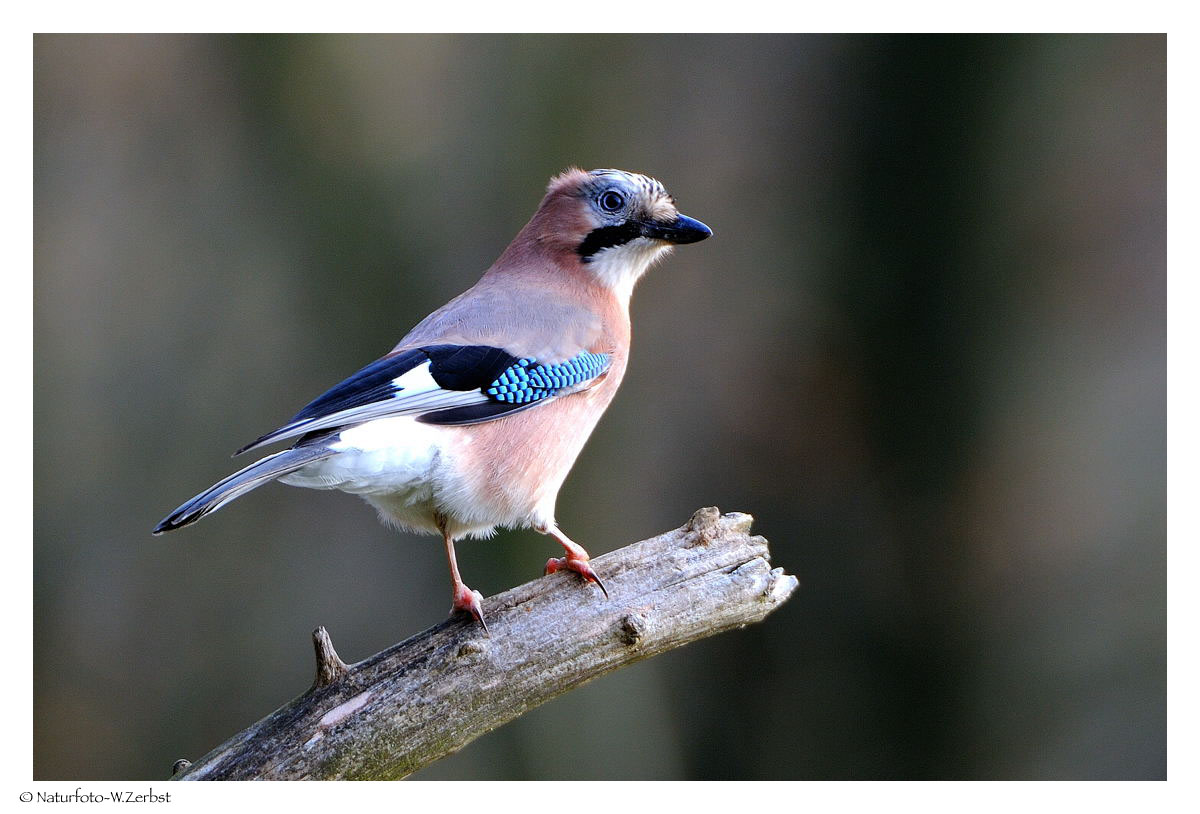 + Eichelhäher + ( Garrulus glangarius )