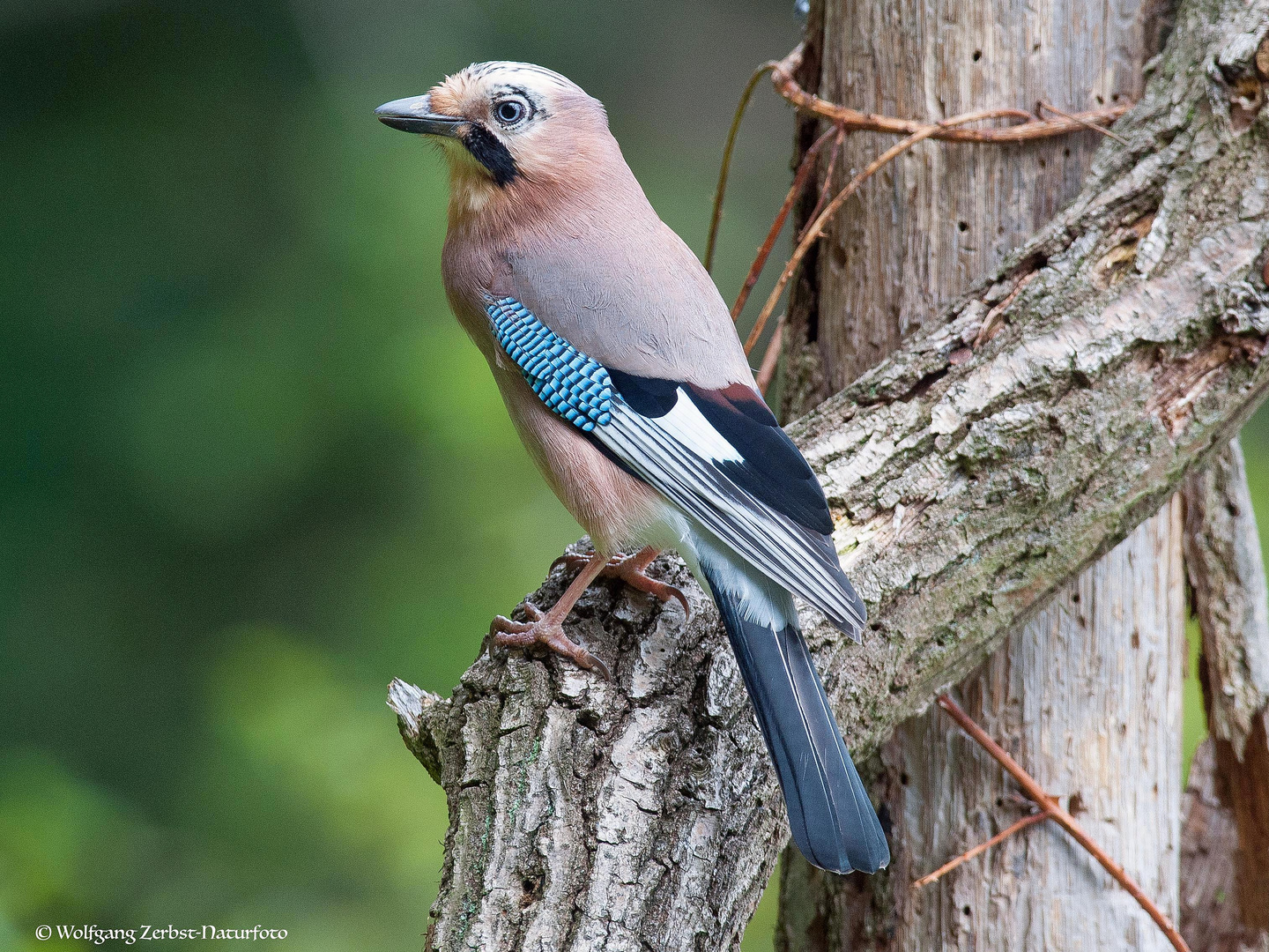 --- Eichelhäher ---   ( Garrulus glangarius )