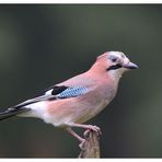 ---- Eichelhäher ----- (Garrulus glangarius)