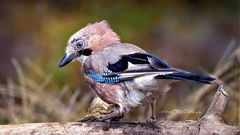 Eichelhäher II