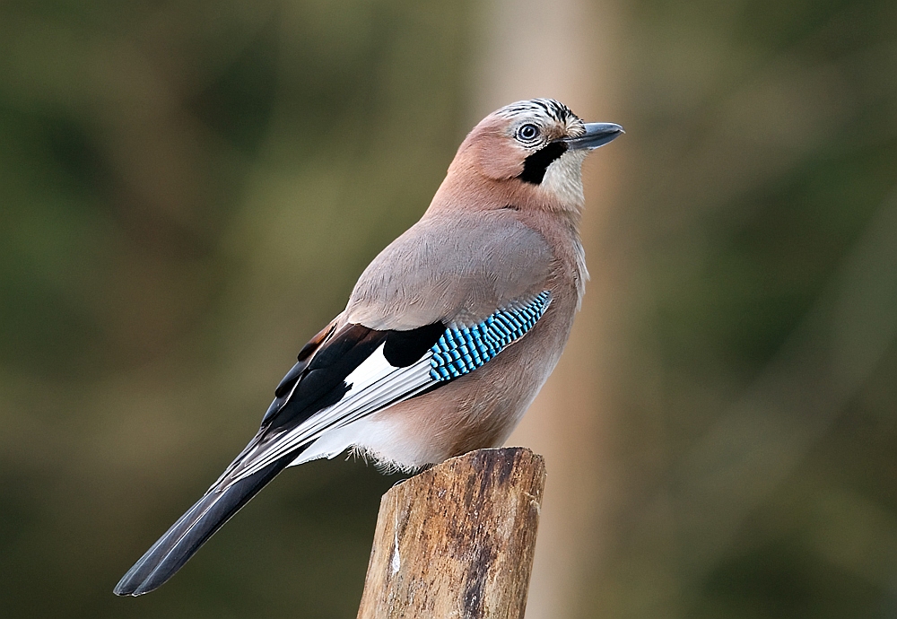 Eichelhäher II Foto & Bild tiere, wildlife, wild lebende vögel Bilder auf