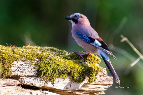 Eichelhäher im Abendlicht
