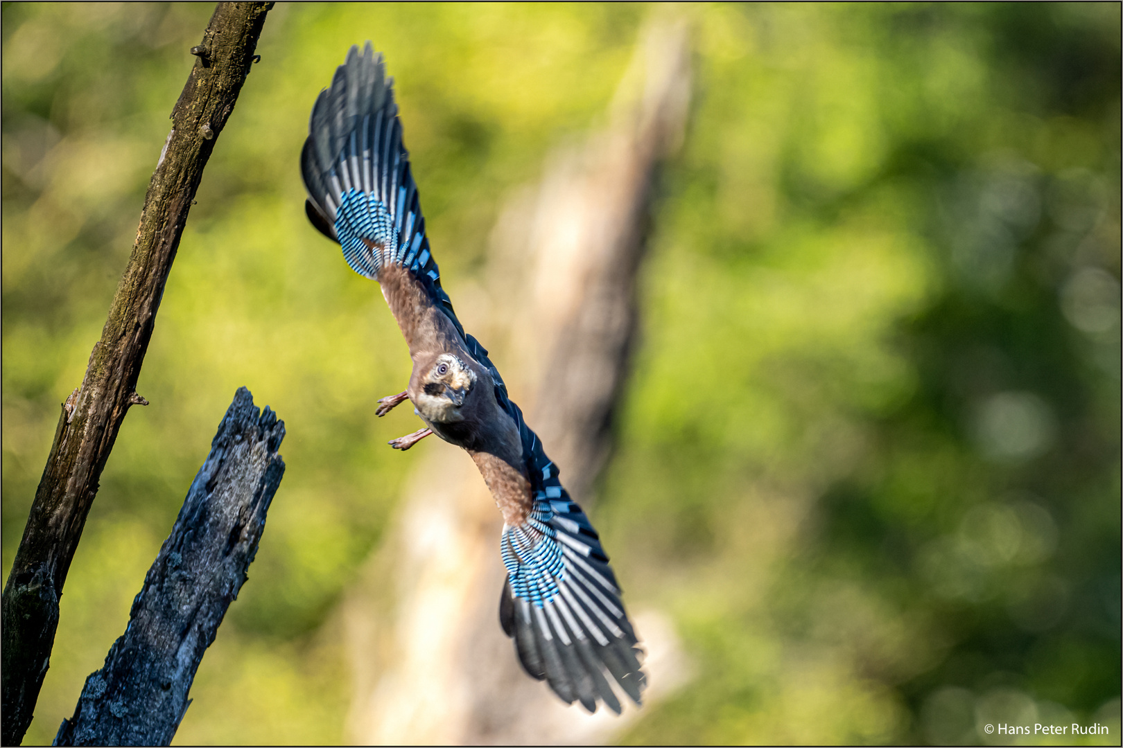 Eichelhäher im Abflug