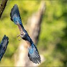 Eichelhäher im Abflug