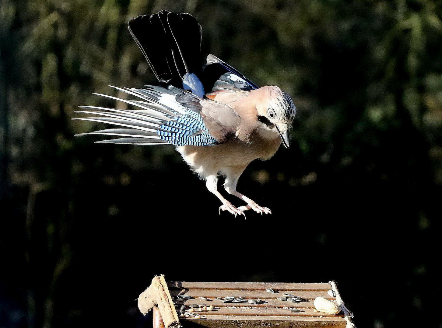 Eichelhäher im Anflug