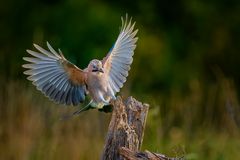 Eichelhäher im Anflug