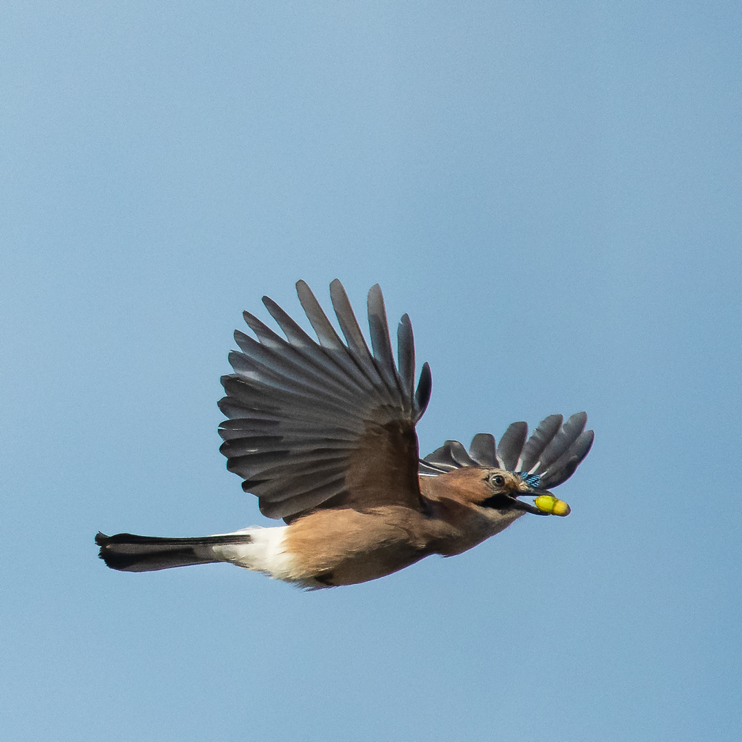 Eichelhäher im Anflug