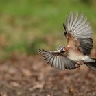 Eichelhäher im Anflug