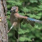 Eichelhäher im Anflug