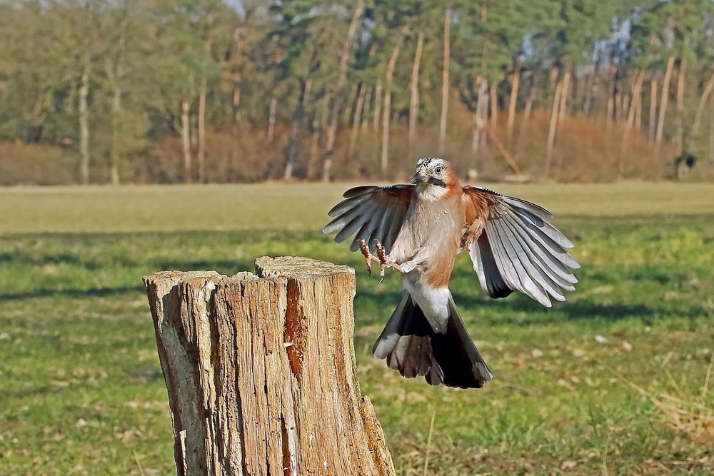 Eichelhäher im Anflug