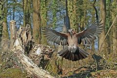 Eichelhäher im Anflug zur Futterstelle