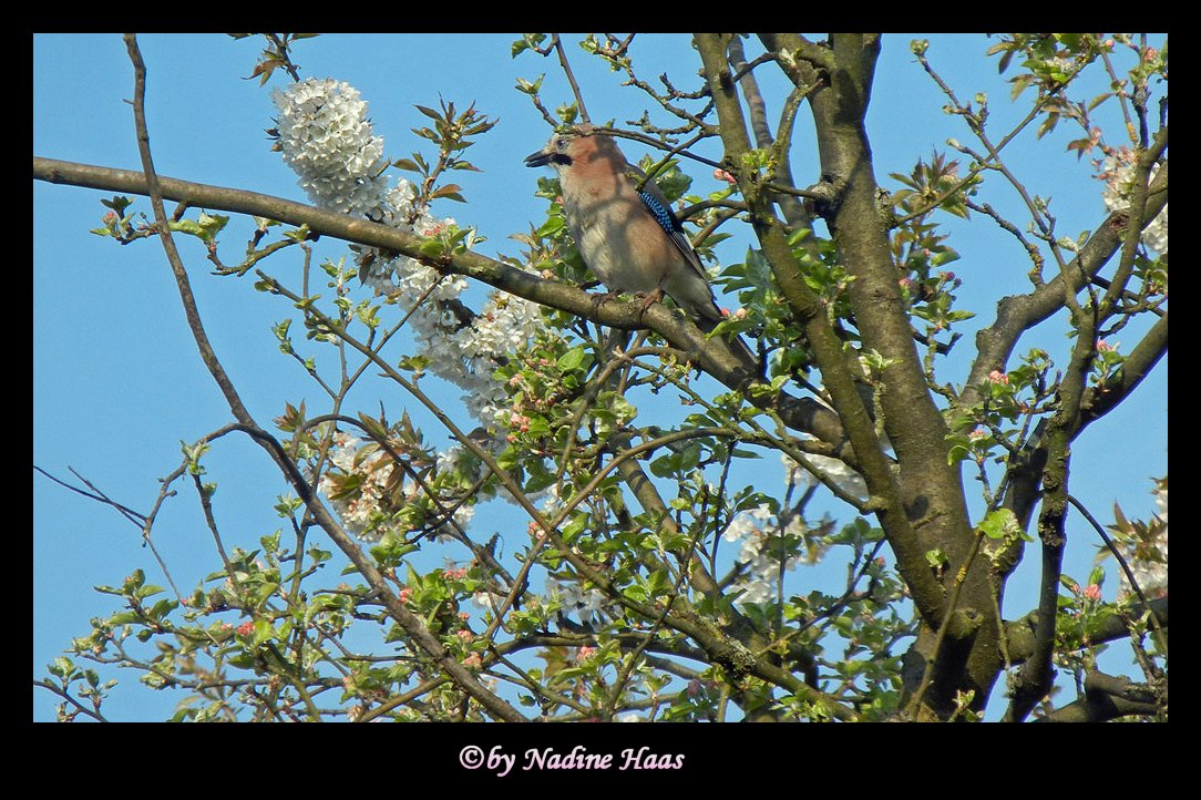 Eichelhäher im Apfelbaum