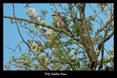 Eichelhäher im Apfelbaum