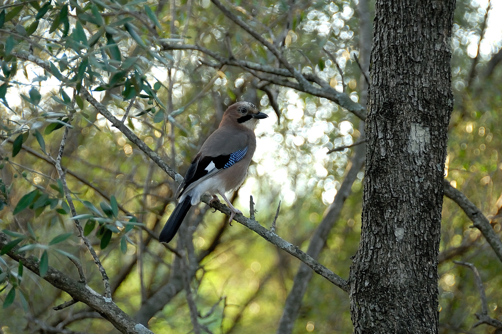 Eichelhäher im Baum