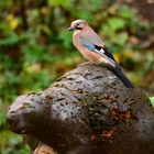 Eichelhäher im Bogengparcour 